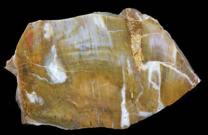 Jurassic Petrified Wood Slab - Henry Mountain #38574